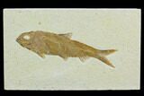 Fossil Fish (Knightia) - Green River Formation #122798-1